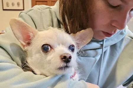 VIP@Home Vet- Very Important Pet Veterinary Services