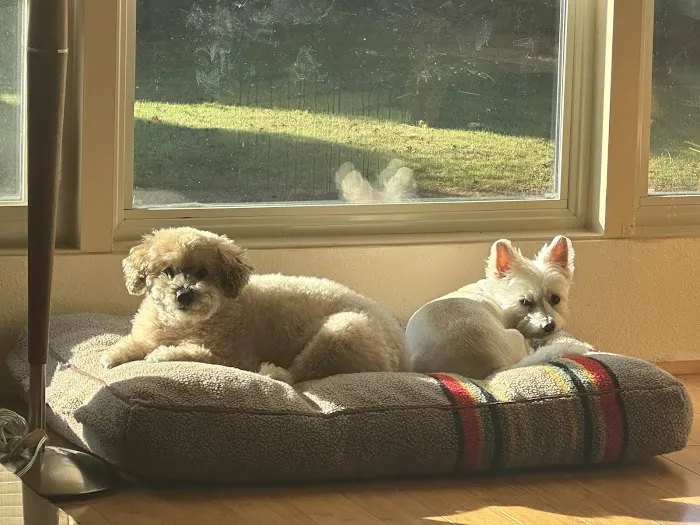 Four Paws Veterinary Center 12