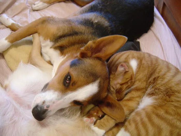 Four Paws Veterinary Center 12