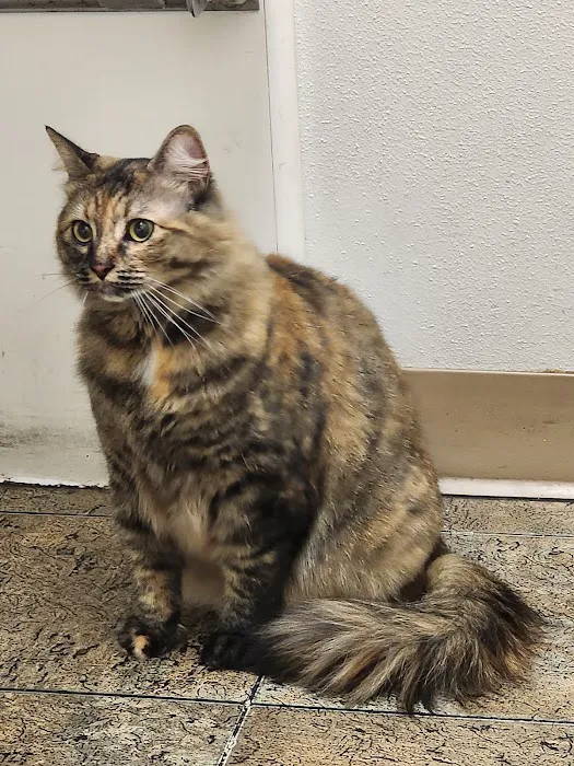 Four Paws Veterinary Center 12