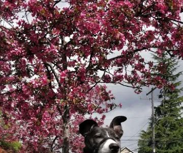 Four Paws Veterinary Center