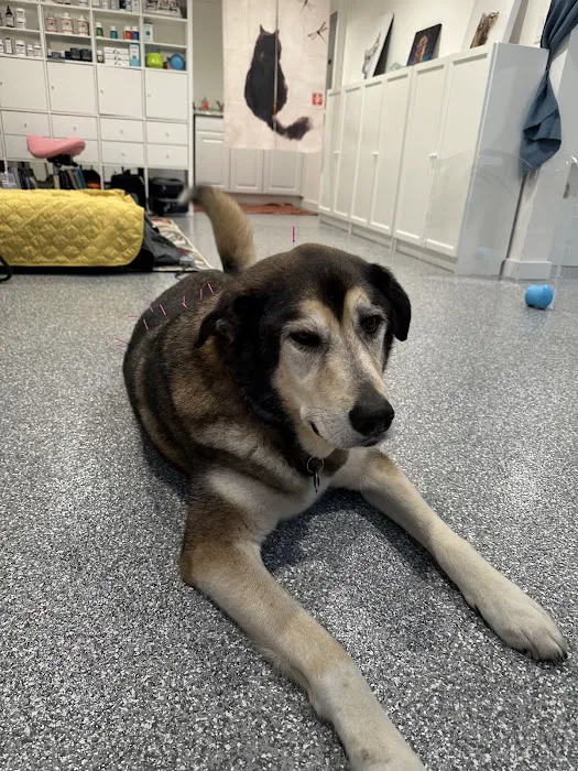 Healing Pets Acupuncture 12