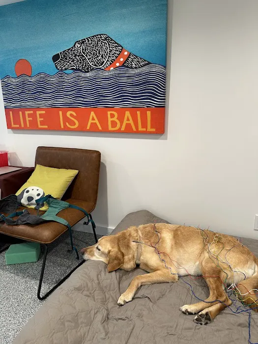 Healing Pets Acupuncture 12