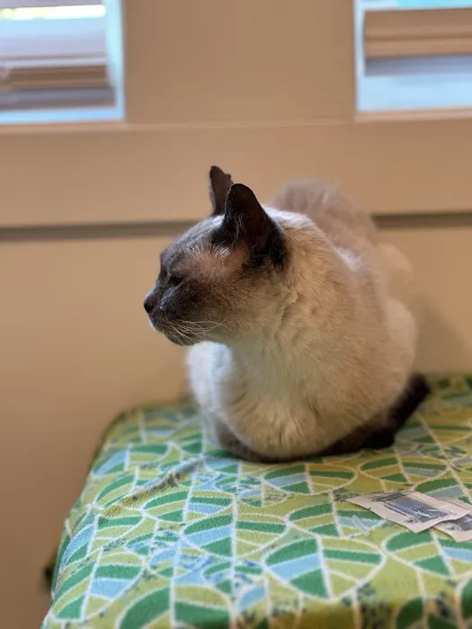 Healing Pets Acupuncture 12