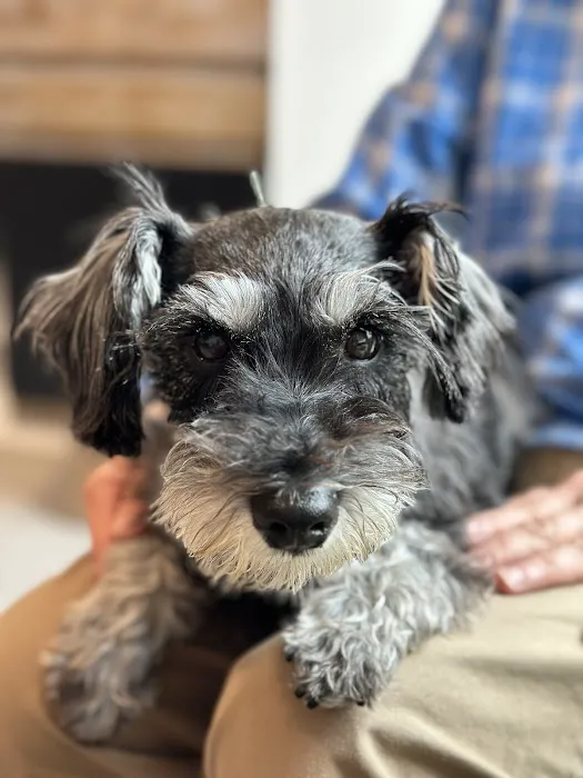 Healing Pets Acupuncture 12