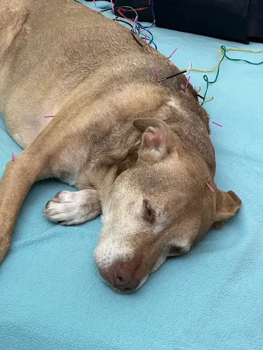 Healing Pets Acupuncture 12