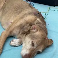 Healing Pets Acupuncture ico