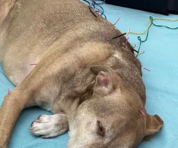 Healing Pets Acupuncture