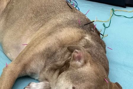 Healing Pets Acupuncture