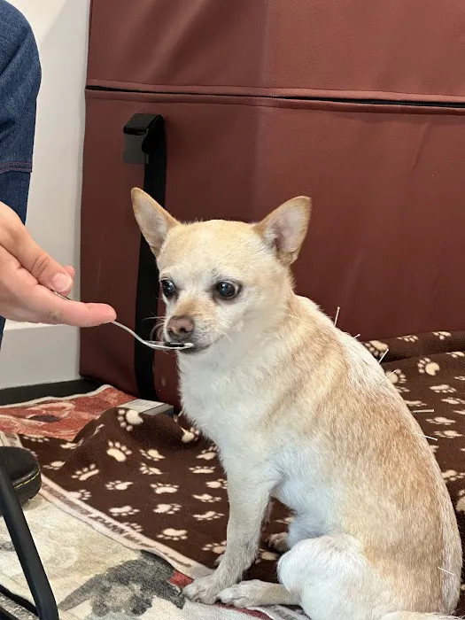 Healing Pets Acupuncture 12