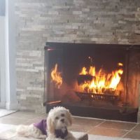 Mercer Island Veterinary Clinic ico