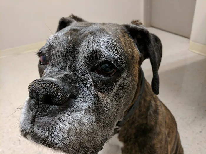 Mercer Island Veterinary Clinic 12