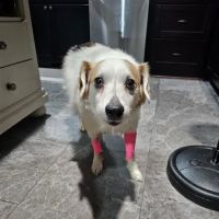 Waxhaw Animal Hospital ico