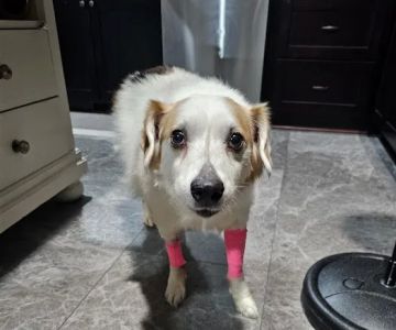 Waxhaw Animal Hospital