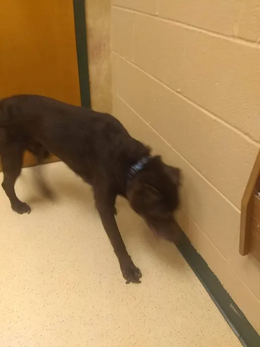 Waxhaw Animal Hospital 2