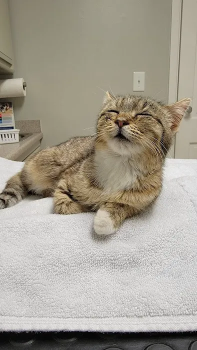 Monroe Animal Hospital 3