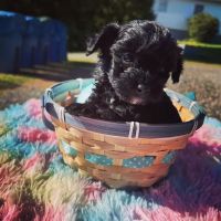 Monroe Animal Hospital ico