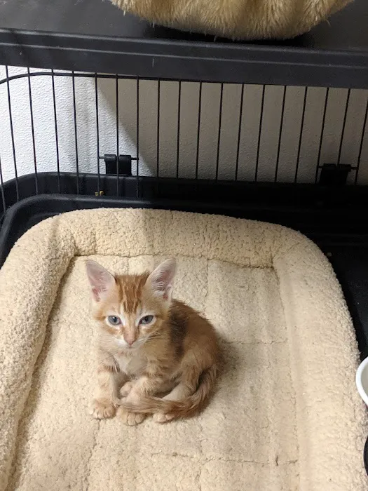 Monroe Low Cost Spay/Neuter Clinic 5
