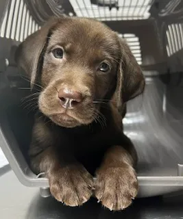Thompson Animal Hospital 6