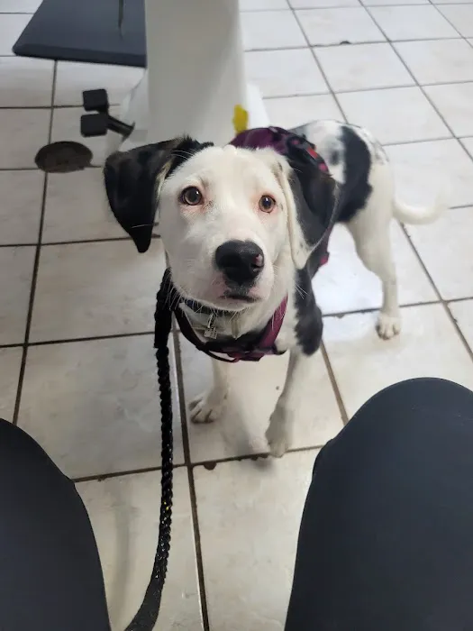 Thompson Animal Hospital 1