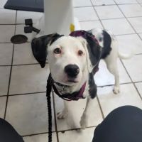 Thompson Animal Hospital ico