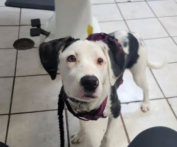 Thompson Animal Hospital