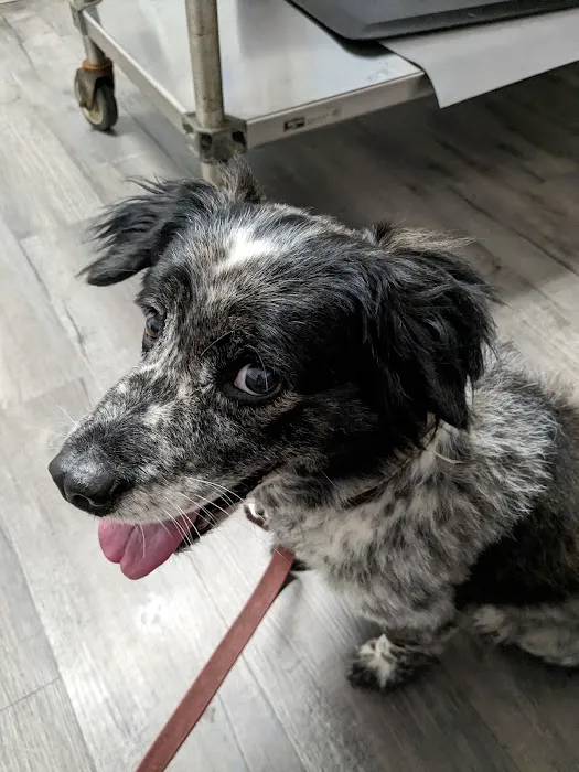 Thompson Animal Hospital 3