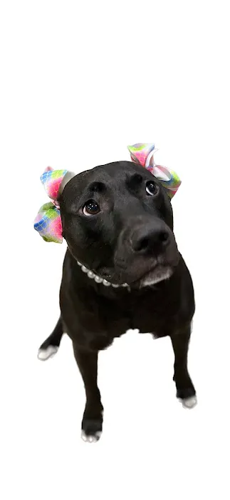 Porter Animal Hospital 2