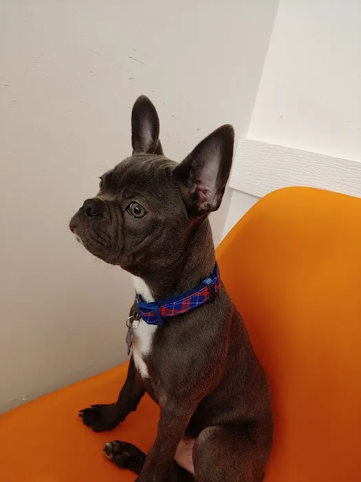 ReadyPet Animal Hospital 12