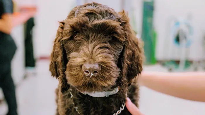 Memorial Veterinary Pet Care Hospital 12