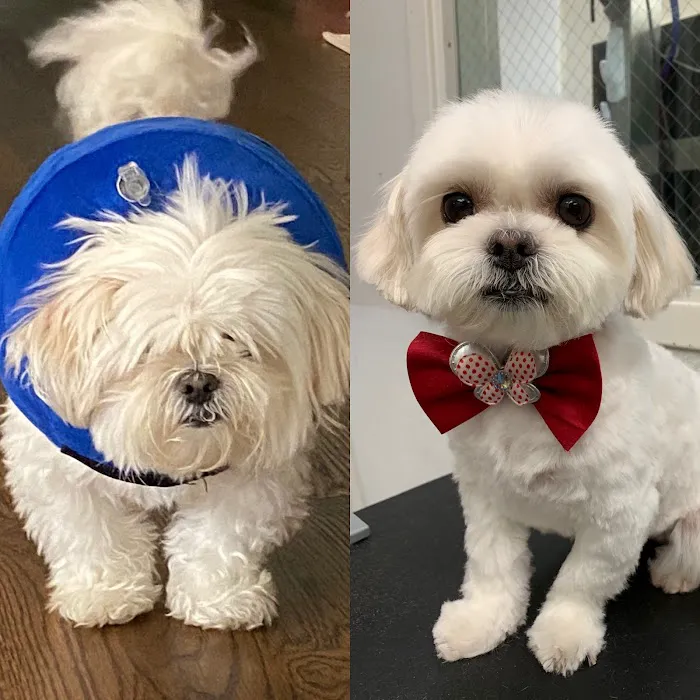 Memorial Veterinary Pet Care Hospital 12