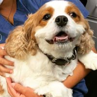 Memorial Veterinary Pet Care Hospital ico