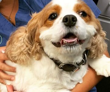 Memorial Veterinary Pet Care Hospital