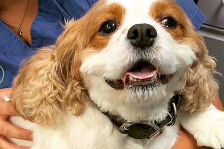 Memorial Veterinary Pet Care Hospital