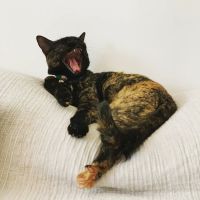 PetRight Animal Clinic ico