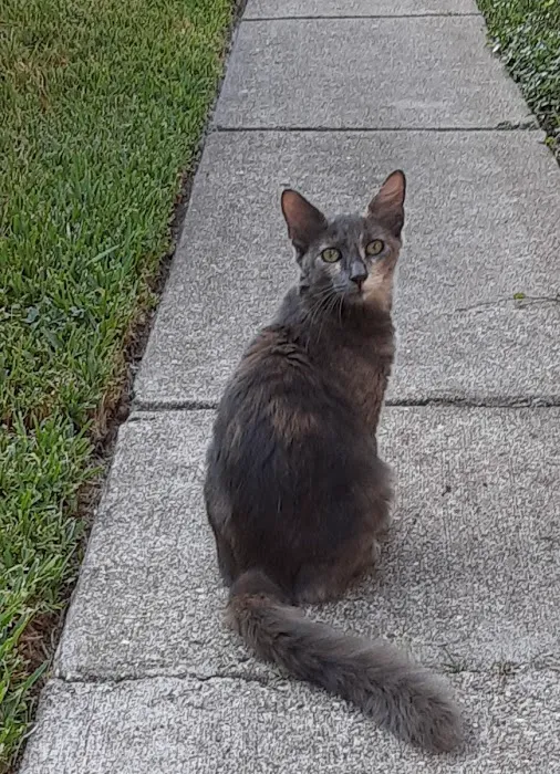 The Greater Good Low Cost Spay, Neuter, & Vaccinations 12