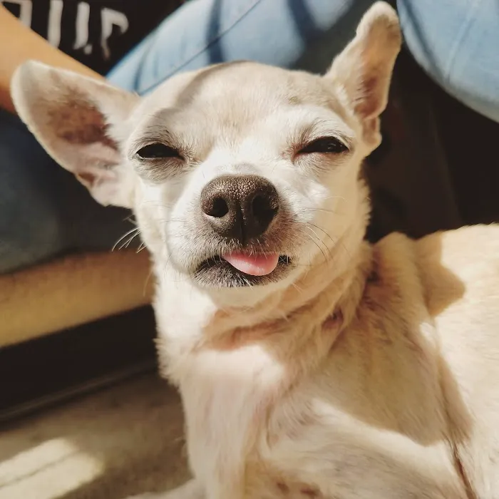 The Greater Good Low Cost Spay, Neuter, & Vaccinations 12