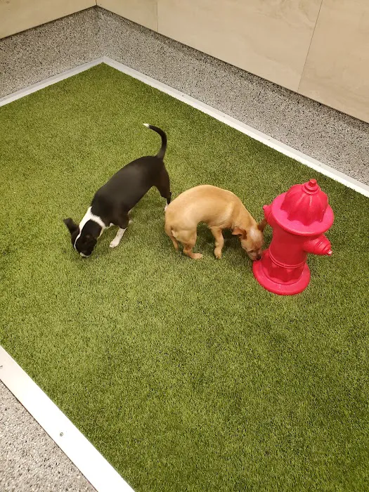 The Greater Good Low Cost Spay, Neuter, & Vaccinations 12