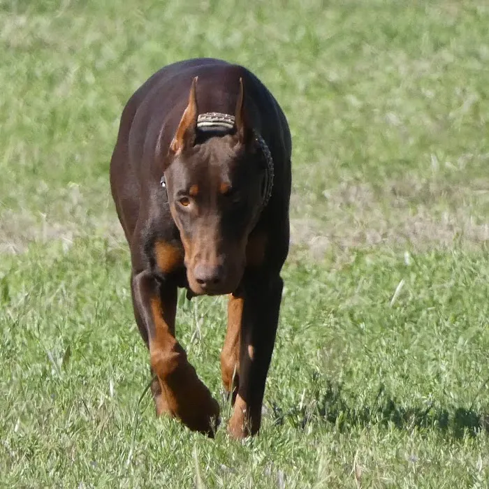 Bear Creek Animal Clinic 6