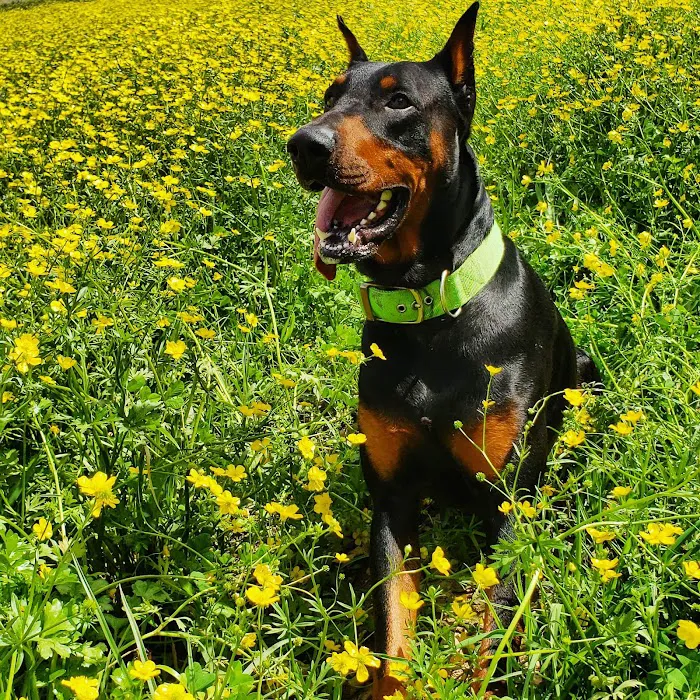 Bear Creek Animal Clinic 9