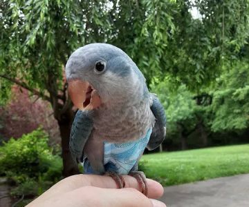 Just For Parrots