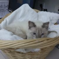 Copperfield Animal Clinic ico