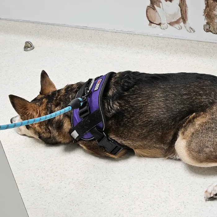 Copperfield Animal Clinic 12