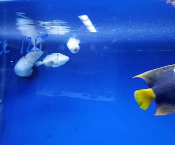 Aquarium Shoppe