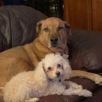 Longenbaugh Veterinary Hospital ico