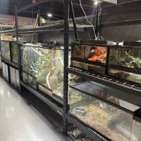 Frog Family Reptile Shop ico