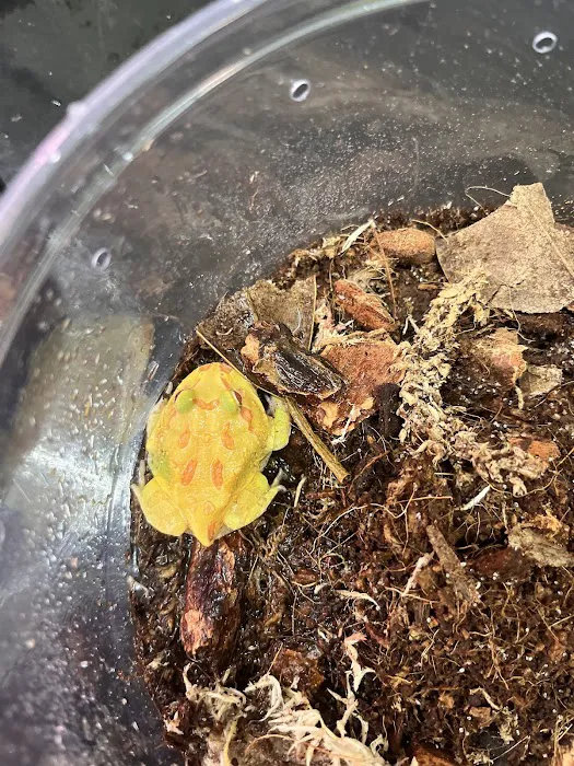 Frog Family Reptile Shop 5