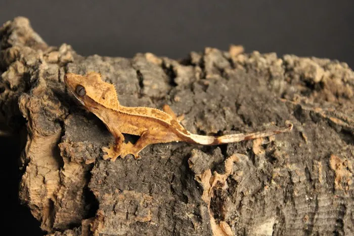 Frog Family Reptile Shop 3