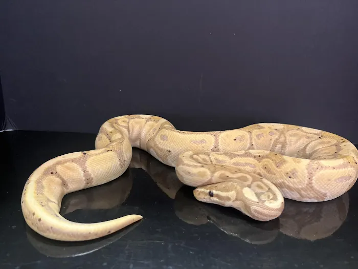 Frog Family Reptile Shop 9