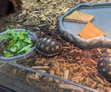Show Me Reptile Shop (Springfield)